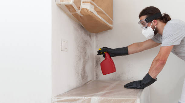 Professional Attic Mold Removal technician working in West Newton, MA