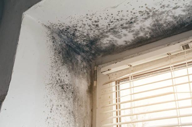 Trusted Attic Mold Removal service in West Newton, MA - Cheap Mold Removal